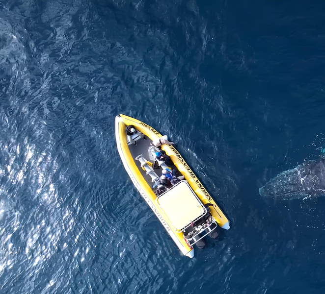 Noosa: Noosa Whale Watching Tour XNXkYw47