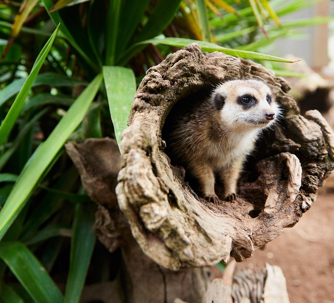 Ballarat: Wildlife Park Entry Ticket H5kElwWz