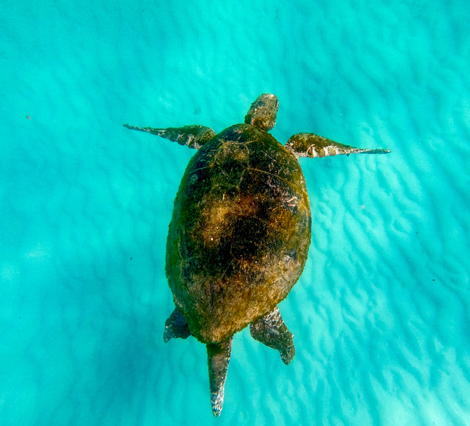 From Brisbane: Moreton Island Full-Day Trip EGpn3u6R