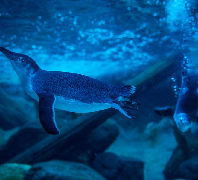 Sunshine Coast: SEA LIFE Sunshine Coast Entry Ticket j48kLke6