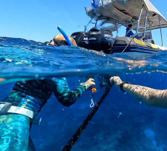Mooloolaba: Turtle Snorkel & Swim at Mudjimba Island Jn4PRXko