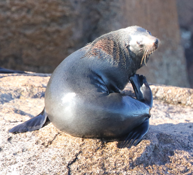 From Triabunna: Maria Island Cruise & Guided Walk with Lunch Zg3r9Q80