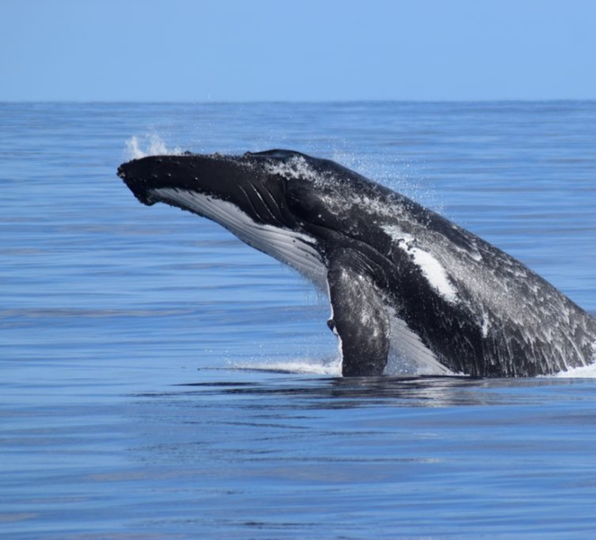 Whale Watching Cruise from Busselton, Augusta or Dunsborough 7crlmdUj