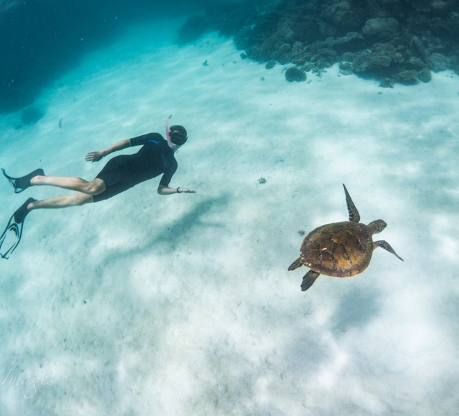 Coral Bay: Ningaloo Reef 3-Hour Turtle Ecotour GDna1gmJ