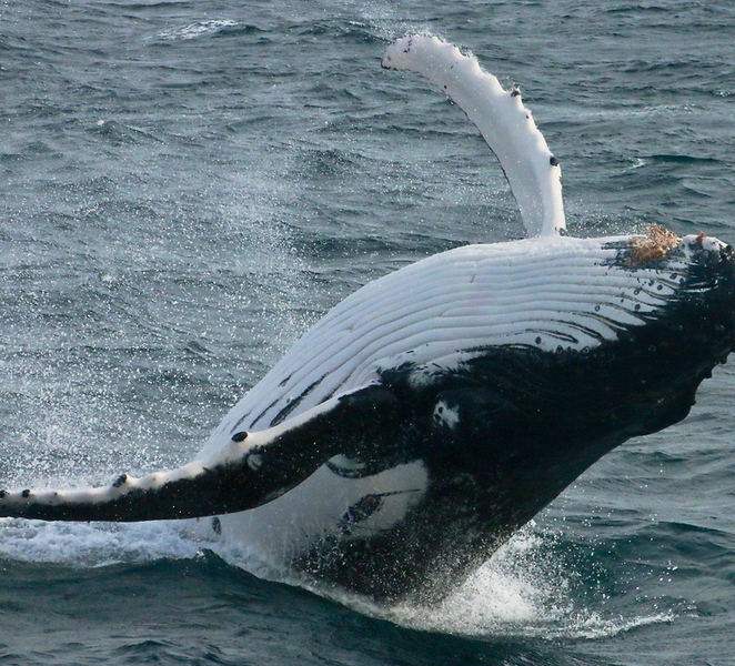 Dunsborough: Whale Watching Tour MbsWbJwO
