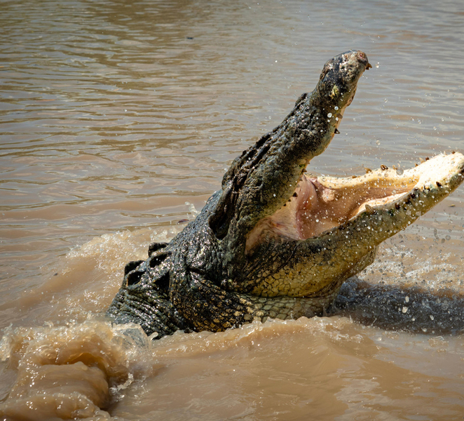 Darwin: Adelaide River Cruises, Jumping Crocodile Experience rnjC4gnA