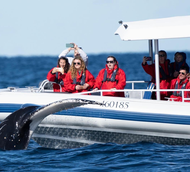 Byron Bay: Whale Watching Cruise with a Marine Biologist k7N7qMKs