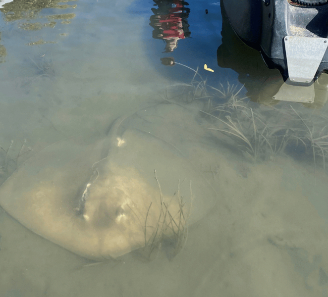 Noosa: Noosa Everglades and Stingray Sanctuary Kayak Tour vEnczMiX