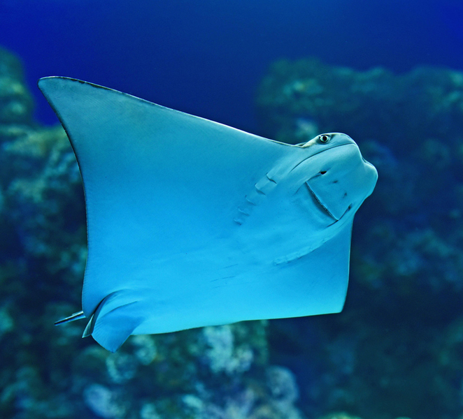 Cairns Aquarium General Admission Ticket t6lXjbym