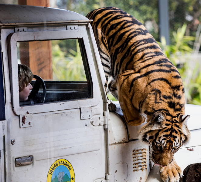 Sydney: Taronga Zoo Ticket with Return Ferry yPdVfume