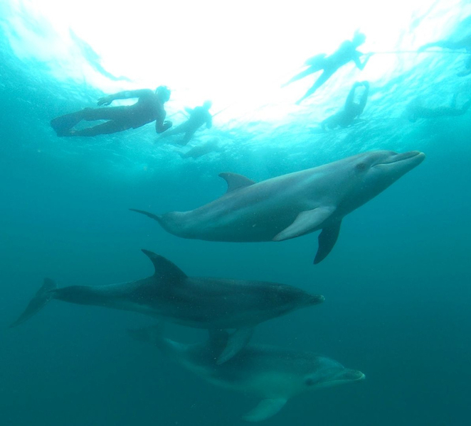 Queenscliff Harbour: 3.5hr Seal & Dolphin Snorkelling Tour 6NogWx79