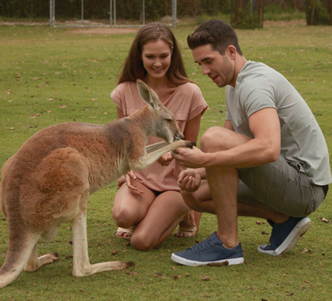 Brisbane River Cruise and Koala Sanctuary Visit ukAiZst5