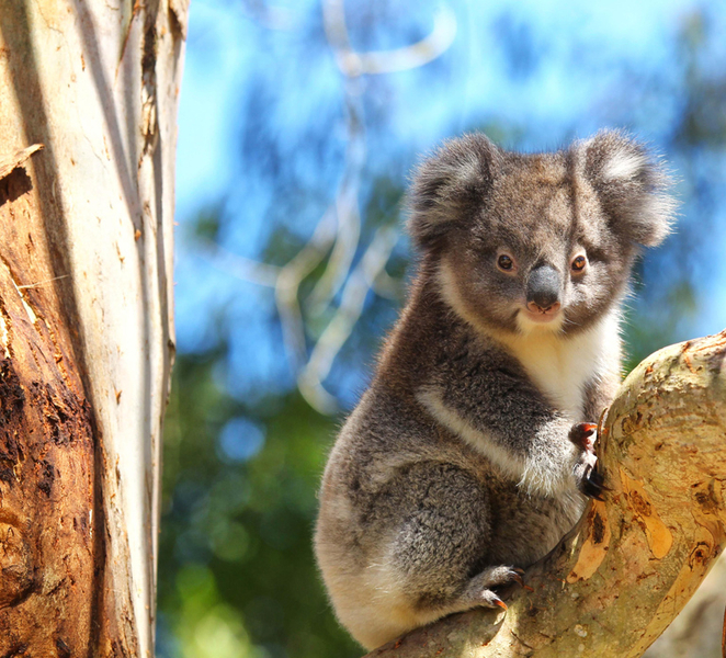 Great Ocean Road: Guided Wildlife Walk that Supports Nature I5Gqj95a