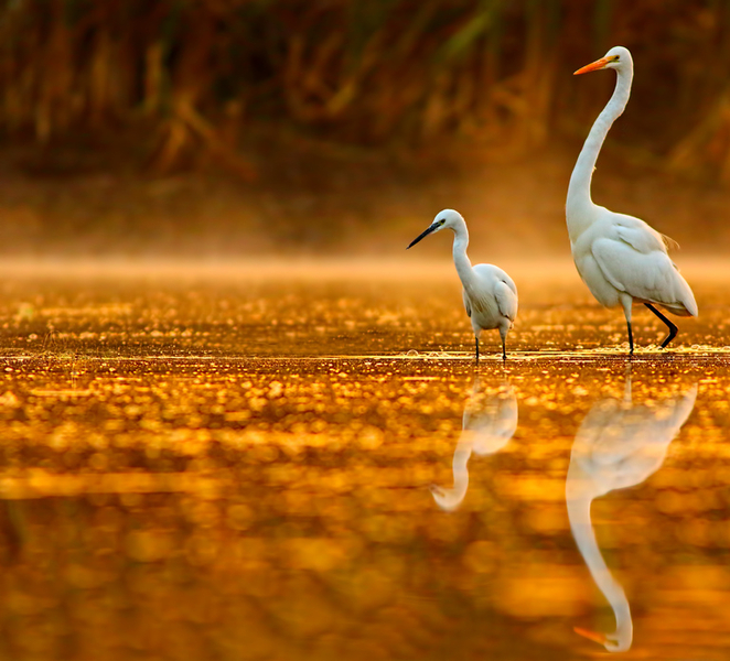 Noosa: Everglades Explorer Cruise sRRnKpeR