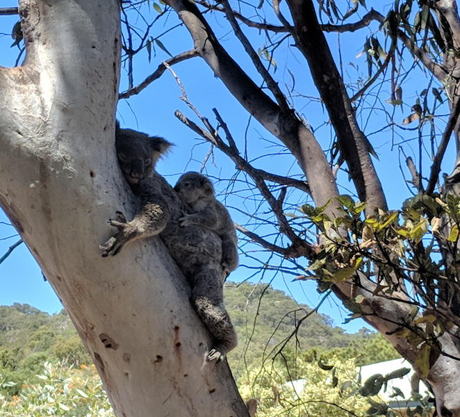 Magnetic Island: Guided Bus Tour with Morning Tea zYbhwZDl
