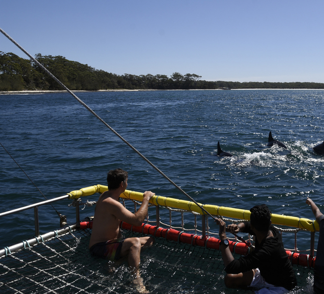Huskisson: Dolphin Cruise & Boom Netting Experience GJDO48cV