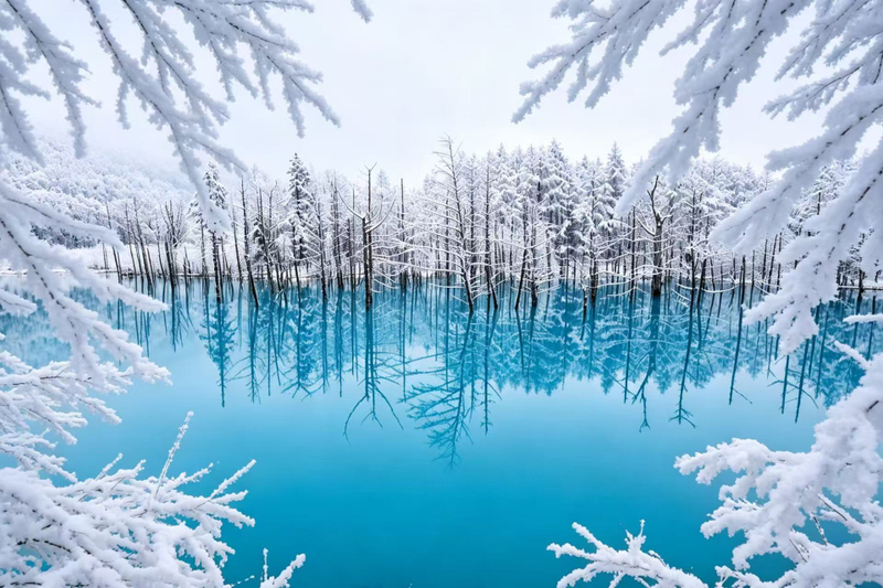 [Chinese & English Guide] Hokkaido Popular Day Tour | Asahiyama Zoo & Biei Instagram-worthy Trees & Shirahige Falls & Shirogane Blue Pond & Ningle Terrace (Departure from Sapporo) E7Yz3y9F
