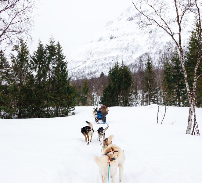 Tromsø: Husky Sledding Adventure with Soup & Transfers pyPcbvCx