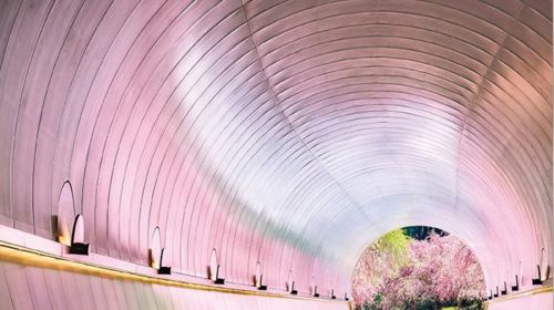 Osaka & Kyoto departure cherry blossom season limited Miho Museum + Mii-dera Temple night cherry blossom viewing + Lake Biwa Canal poW4oGHh