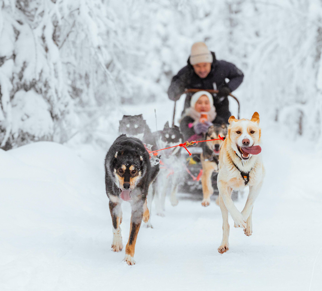 Rovaniemi: Insider 10 km Husky Sled Ride 4YP40n3o