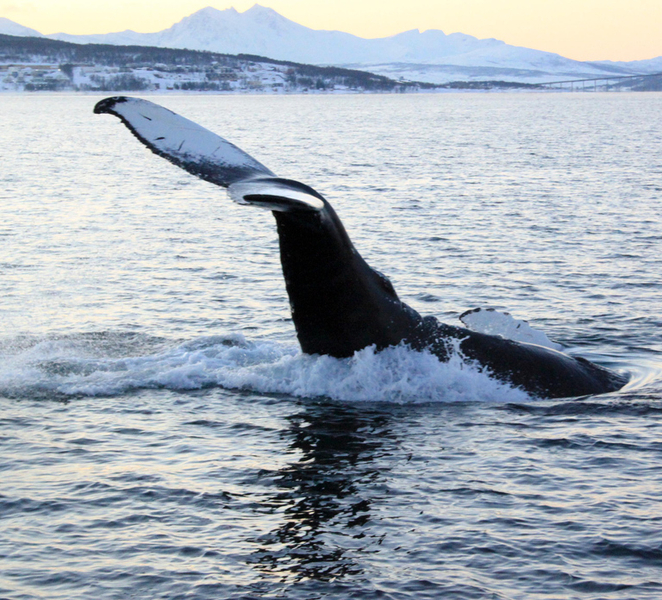 Tromsø Whale & Orca Safari – All-Inclusive (Max 50 pax) BioHiQ4E