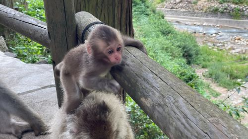 Green Season Snow Monkeys: Baby Monkeys & Scenic Forest Walk Day Tours CLaaTqtD