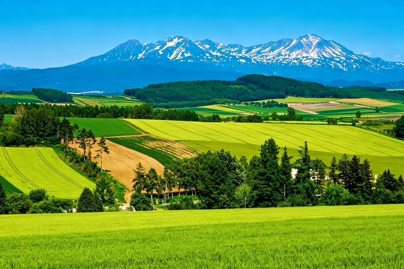 Hokkaido Biei Furano Panoramic Day Tour | Farm Tomita & Biei Blue Pond & Shirogane Waterfall & Internet Celebrity Tree & Shikisai-no-Oka (Departing from Sapporo, multi-language options available) [Includes flower viewing ticket + flower field tractor expe r3gKtYL5