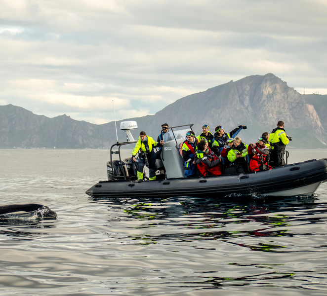 From Tromso: Whale Watching in Magic Skjervoy IS8AuUHb