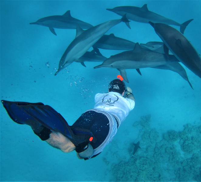 Hurghada: Speedboat, Dolphins, Snorkeling & 2 Islands xG8XYOCV
