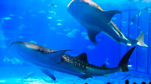 Rado Churaumi Bus | Churaumi Aquarium (Admission Included) Okinawa Day Trip Bus Tour Day Tours wYB4bLCd
