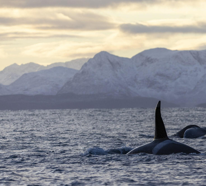 Tromsø Whale Safari with MS Gabriele 94BzyW2L