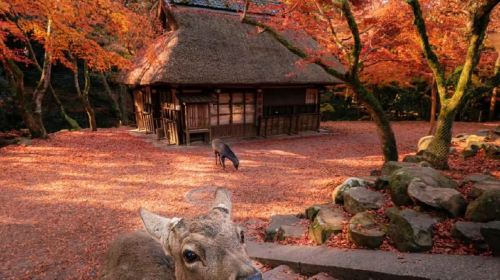 1-Day Tour to Kyoto and Nara: Meet Cute Deer & Cherry Blossoms | Kiyomizu-dera Temple + Fushimi Inari Shrine + Nara Park Day Tours lgrZESkw