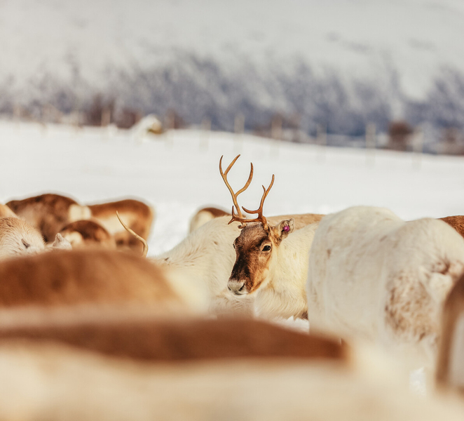 Tromsø: Reindeer Sledding & Feeding with a Sami Guide cQJSpLVT