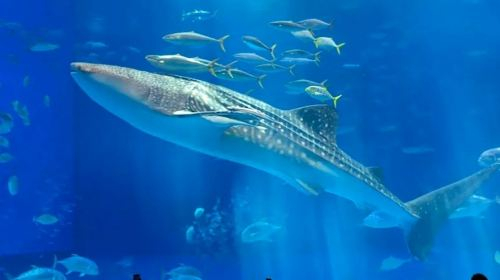 Ocean Expo Park v402av9l