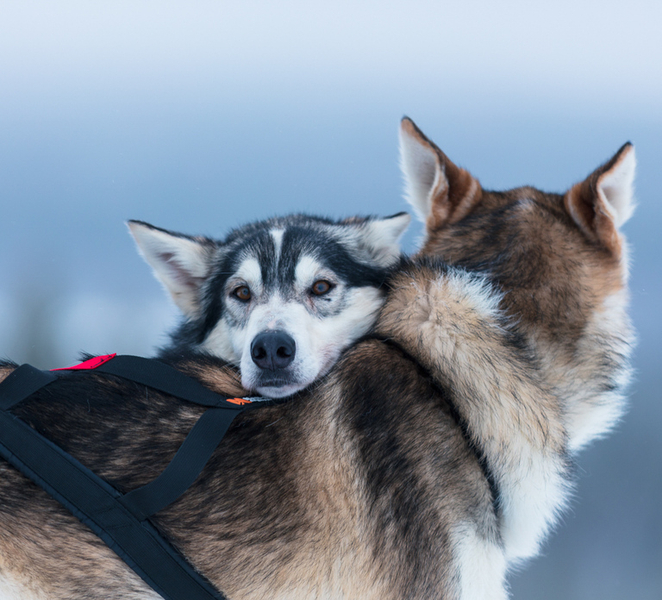 Levi: 7 km Self-Drive Husky Sledding Adventure cUOtxQzB