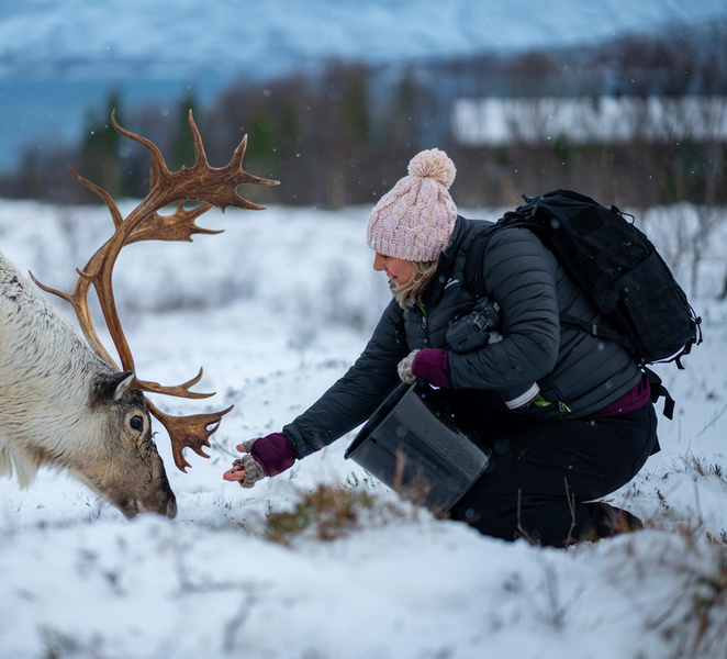 Tromsø: Reindeer Feeding & Sami Culture Experience nz5NO2in