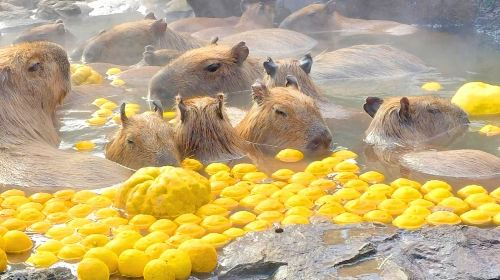 Izu Omuroyama Day Tour from Tokyo: Mt. Omuro & Izu Shaboten Zoo & Resort 21 oceanview train & Jogasaki Coast (Join-in Small Group Max 9 | Hotel Pick-up Option) Day Tours g5fc932e