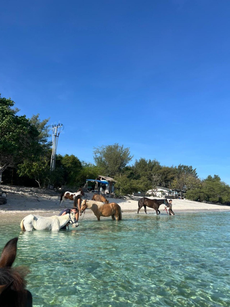 Swim & Groom with Rescued Horses in Gili Trawangan Lombok 48ssHuJ2