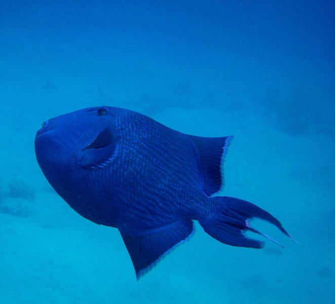 Hurghada: 3 Islands, Dolphins & Snorkel Yacht Trip w/ Lunch trLVU57m