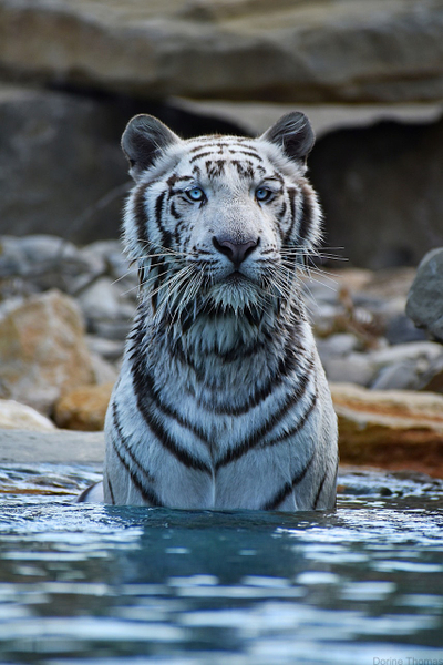 Barben Animal Park Ticket 2ORIvx31