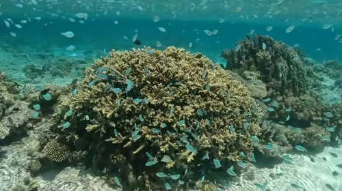 Snorkeling and scuba diving experience at the blue cave in Okinawa, Japan (departing from Onna, equipment included) Day Tours oeztKqW8