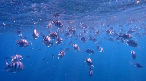 Okinawa blue cave diving half-day tour · optional snorkeling/diving/shore entry no seasickness Day Tours z2afIEz7