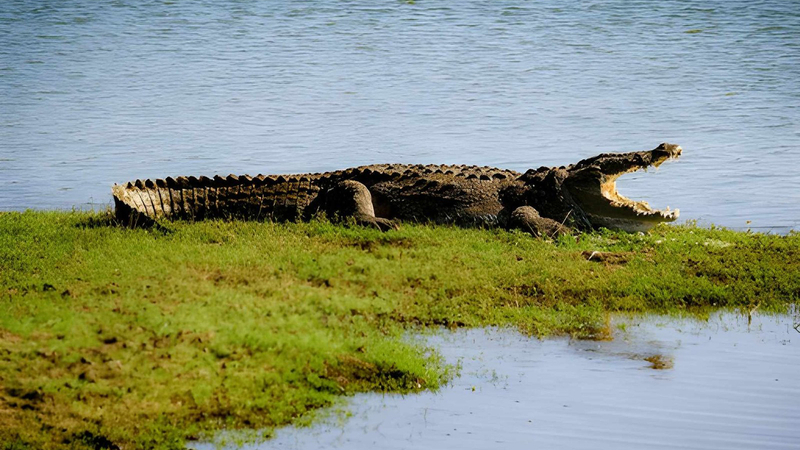 Private Tour from Ella to Hiriketiya with Udawalawe Safari sQS928K1