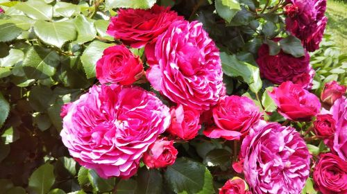 Keisei Rose Garden oqBJ8cjt