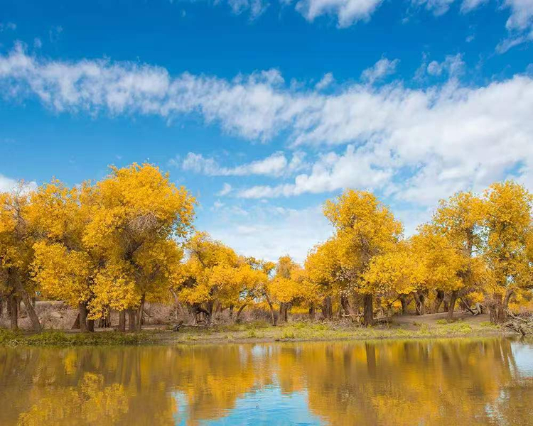Autumn Charm Ejin Banner 6-day 8-person group tour, assemble in Lanzhou, disperse in Yinchuan. Tiantishan Grottoes plus Heicheng Ruoshui Poplar Forest plus Strange Forest Sunset plus Juyan Lake Sunrise plus Ejin Banner Poplar Forest plus Dingyuan Ancient  UnHNB85K