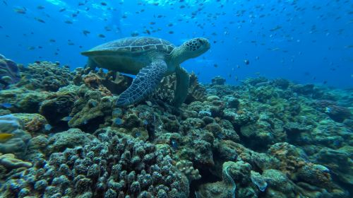 3-hour diving and snorkeling experience in the Kerama Islands of Okinawa City, Japan [summer-limited snorkeling activity/pickup and drop-off at designated locations in Naha City] uoEApr84