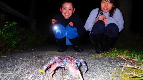 Okinawa Ishigaki Island Night Starry sky and Jungle night tour Day Tours pIt5SB2R
