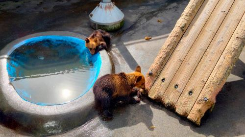 [Hokkaido Noboribetsu Scenic 1-Day Tour] Lake Tōya + Lakeside Farm + Noboribetsu Jigokudani Valley Day Tours 4y4JEQq7