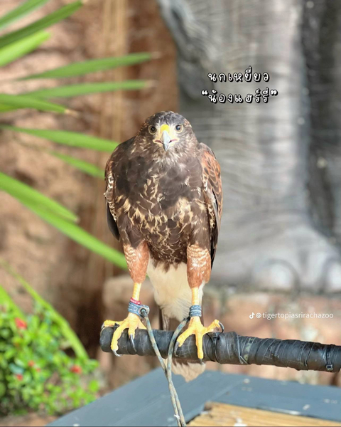 Tiger Topia Zoo Sri Racha (Photo Activities) o0pmf8Aq