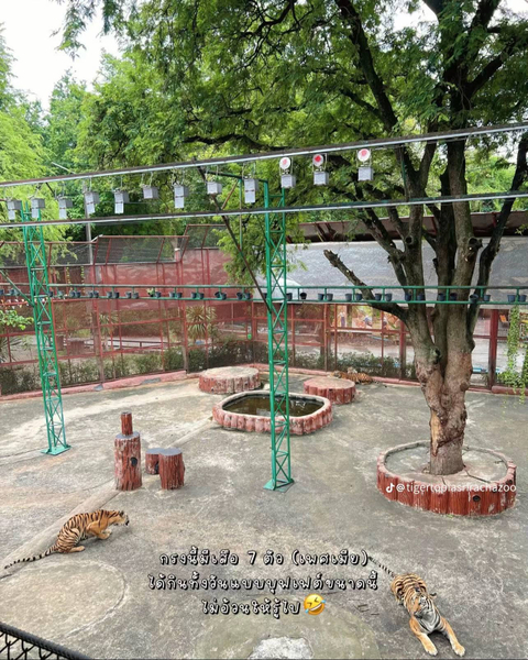 Tiger Topia Zoo Sri Racha (FEEDING ACTIVITIES) W9HzWwfp